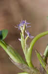 Bouquet mudplantain